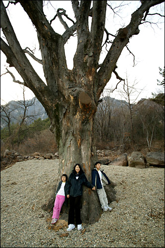 600년 된 아름드리 노거수 